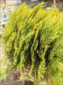 翩然灑金柏松柏樹(shù)苗地栽庭院綠化植物黃金柏原生香松扁柏苗木耐寒耐旱 1棵灑金柏小毛球冠70cm左右帶土球包成活 曬單實(shí)拍圖