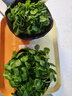 銅錢(qián)草水培植物大葉水栽魚(yú)缸水養綠植金錢(qián)草小水草客廳室內外花卉 銅錢(qián)草盆栽（2盆） 曬單實(shí)拍圖