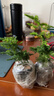 澳顏萊唐山矮生云竹文竹云松竹辦公室內好養綠植桌面長(cháng)青小盆栽四季常綠 正宗矮云竹2盆【原土包著(zhù)發(fā)貨】 曬單實(shí)拍圖