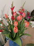 【甜美浪漫】國產(chǎn)郁金香隨機色10枝 曬單實(shí)拍圖