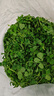 綠食者新鮮草頭500g 金花菜 上海本地農家三葉菜 新鮮蔬菜苜蓿草 曬單實(shí)拍圖