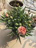 康乃馨盆栽花苗室內陽(yáng)臺綠植帶花苞重瓣四季開(kāi)花新手易種桌面花卉 粉色康乃馨+大白花盆+肥料 曬單實(shí)拍圖