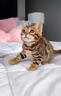 涴喵 孟加拉豹子貓活體幼貓銀豹寵物貓咪活體簽訂合同輔助養貓 寵物級 【孟加拉豹子貓】 曬單實(shí)拍圖