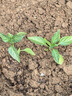 蔬菜苗秧苗大全帶土辣椒苗西紅柿苗番茄苗四季種植庭院陽(yáng)臺 不辣燈籠椒苗3顆帶土球 曬單實(shí)拍圖