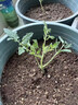 蟋蟀四季小番茄種子苗圣女果矮生西紅柿盆栽蔬菜種籽菜苗孑秧毛粉青甜 藍莓番茄苗 3棵 曬單實(shí)拍圖
