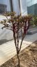 觀(guān)賞獨桿牡丹樹(shù)苗帶土球發(fā)貨重瓣大花陽(yáng)臺盆栽庭院地栽高檔牡丹花 獨桿花王粗2公分帶土球發(fā)貨 曬單實(shí)拍圖