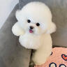 寵悅奇純種比熊幼犬小體型活體卷毛血統比熊茶杯犬寵物狗狗可愛(ài)長(cháng)不大的 寵物級 精品比熊 曬單實(shí)拍圖