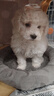 果粒之星純種比熊犬幼犬活體雙血法國卷毛微笑天使白色比熊活體貴族寵物狗 寵物級 曬單實(shí)拍圖