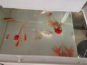 寵小俠精品金魚(yú)觀(guān)賞魚(yú)鴻運當頭金魚(yú)活體魚(yú)缸小魚(yú)冷水魚(yú)招財魚(yú)蘭壽丹頂紅 【招財三寶】紅頭+紅白+國獅8-9cm各1條 曬單實(shí)拍圖