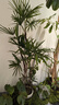 愛(ài)優(yōu)尚造型多枝棕竹盆栽室內植物大型綠植客廳細葉竹子四季好養源頭直發(fā) 曬單實(shí)拍圖