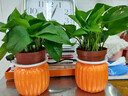 【綠蘿盆栽】吸甲醛凈化空氣水培綠植物懶人花卉好養搬家禮物全 【暢銷(xiāo)2盆】綠蘿+橙色南瓜盆自吸水 整體含盆高度20-25cm 曬單實(shí)拍圖