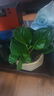 碧玉盆栽室內綠植盆景豆瓣綠去甲醛客廳桌面綠植四季常青凈化空氣 三盆豆瓣綠(_原盆原土) 含盆 曬單實(shí)拍圖