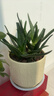 花翁盆栽室內凈化空氣花卉綠植物多肉美人蘆薈（浮雕雛菊盆）源頭直發(fā) 曬單實(shí)拍圖