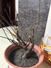 臘梅盆栽老樁臘梅花樹(shù)苗紅梅盆景四季抗寒花卉室外濃香型原生 3年苗【紅梅】 曬單實(shí)拍圖