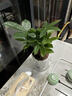 愛(ài)優(yōu)尚發(fā)財樹(shù)小盆栽盆景辦公室桌面盆栽室內客廳綠植好養招財樹(shù)源頭直發(fā) 曬單實(shí)拍圖