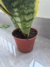 金邊虎皮蘭新房辦公室多肉植物花卉白玉虎皮蘭長(cháng)腳虎皮蘭綠植盆栽 3棵金邊虎皮蘭+1個(gè)加侖盆送底托 曬單實(shí)拍圖