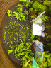 魚(yú)缸水草水培植物活體懶人造景養魚(yú)凈化水質(zhì)的水草小水蘭 小水蘭20根 送20根【共發(fā)40根】 曬單實(shí)拍圖