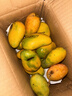 小臺農芒果新鮮小臺芒應季水果現摘精品超甜熱帶芒果產(chǎn)地直發(fā) 4斤裝單果80g起 曬單實(shí)拍圖