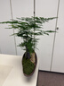 自然空間文竹盆栽綠植盆景 舟韻紫砂文竹+185座+笛童+馬+2營(yíng)養液 源頭直發(fā) 曬單實(shí)拍圖
