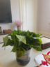 行湘綠蘿盆栽水培綠植新房除甲醛180#加侖盆4盆+吸水盆 源頭直發(fā) 曬單實(shí)拍圖