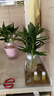 植男植女水培綠植富貴竹水養植物 富貴竹桌面植物好養8根無(wú)瓶源頭直發(fā) 曬單實(shí)拍圖