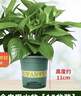 雙盟綠蘿盆栽除甲醛花卉綠植辦公室新房?jì)艋諝?120款10盆源頭直發(fā) 曬單實(shí)拍圖