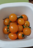 京喜加夏日陽(yáng)光小番茄黃色迷戀圣女果即食水果小柿子現摘現發(fā)減肥 黃色圣女果1斤裝 曬單實(shí)拍圖