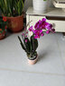 年宵花春節蝴蝶蘭組合盆栽綠植擺件室內裝飾年貨過(guò)年花卉鮮花植物 玫紅色系蝴蝶蘭【2花劍 帶花苞】+陶瓷花盆 曬單實(shí)拍圖