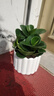 圓葉吸毒王碧玉公主豆瓣綠年宵花擺件植物桌面四季常青花凈化空氣 碧玉+提拉米蘇樹(shù)脂盆【送營(yíng)養土+肥】 曬單實(shí)拍圖