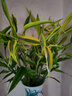 花翁水培綠植物室內水養花卉盆栽金邊富貴竹70-80cm10棵源頭直發(fā) 曬單實(shí)拍圖