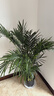 新房散尾葵鳳尾竹盆栽室內客廳大型綠植植物四季常青富貴椰花卉 散尾葵40-50CM8-12顆幼苗【原土發(fā)貨】 曬單實(shí)拍圖