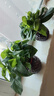 綠蘿盆栽室內植物花卉綠植水培客廳凈化空氣綠籮新房家用 15-20株綠蘿+灰色鉆石盆吸水盆【2盆】 曬單實(shí)拍圖