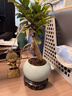 人參榕樹(shù)苗老樁金錢(qián)榕室內四季常青植物書(shū)房桌面中式禪意小盆景 A級精品小榕樹(shù)+淺藍冰釉陶瓷盆+圓底座+苔蘚+液 曬單實(shí)拍圖