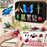 貝杰斯兒童昆蟲(chóng)玩具3-6歲仿真4D拼裝生日禮物動(dòng)物模型早教益智男女孩7十 8個(gè)昆蟲(chóng)+4D拼裝圖鑒+卡紙收納禮盒 2026火的最玩具昆蟲(chóng)仿真小學(xué)生初中生5-7-12新年禮物 曬單實(shí)拍圖