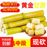 【精選中段】黃金甘蔗現砍黃皮甘蔗新鄉當季水果脆甜榨汁-樂(lè )磊E 帶箱5斤優(yōu)選 曬單實(shí)拍圖