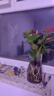 紅掌水培盆栽室內易養水生花卉白掌綠植一帆風(fēng)順客廳觀(guān)花植物粉掌 簡(jiǎn)約瓶玻璃瓶+紅掌 整體高度（28-35cm） 曬單實(shí)拍圖
