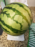 【脆甜多汁】海南有籽麒麟西瓜當季薄皮孕婦水果超甜整個(gè)包郵 麒麟西瓜帶箱8-10斤凈重8斤+ 曬單實(shí)拍圖