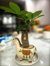馬上發(fā)財小馬新款文昌竹發(fā)財樹(shù)小盆栽綠植擺件桌面植物馬年伴手禮 【荷花竹+趣味小馬陶瓷盆】送隨機卡片+鋪面石 曬單實(shí)拍圖
