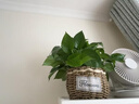 京噶黃金葛盆栽植物花卉客廳室內凈化空氣綠植辦公室桌面盆栽吊蘭大黃 藤藝長(cháng)盆[110#黃金葛2盆] 帶盆栽好 曬單實(shí)拍圖