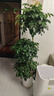 愛(ài)優(yōu)尚幸福樹(shù)盆栽客廳室內大型綠植辦公室喬遷新家綠寶凈化空氣源頭直發(fā) 曬單實(shí)拍圖