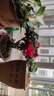 種花迷【帶花苞原土】杜鵑花苗盆栽花卉植物室內外客廳陽(yáng)臺綠色植物盆景 【紅色】7年苗帶花苞【送肥料】 曬單實(shí)拍圖