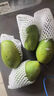 云南青芒玉芒果新鮮水果 應季孕婦水果現摘-熱帶水果 2斤 曬單實(shí)拍圖