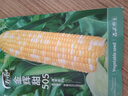 壽禾 水果甜玉米種子苗雙色超甜蔬菜種籽 金輝甜505玉米種子10g約60粒 曬單實(shí)拍圖