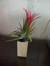 空氣鳳梨無(wú)土植物辦公室內綠植物桌面盆栽花卉創(chuàng  )意盆栽?xún)艋諝?福果【送木托支架】 曬單實(shí)拍圖