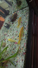 黃金錦鯉活魚(yú)吉祥魚(yú)金魚(yú)淡水魚(yú)好養耐活冷水魚(yú)黃金龍鳳錦鯉觀(guān)賞魚(yú) 10-12cm黃金錦鯉買(mǎi)4條送3條 當地氣溫【低】于0度選這個(gè)【加暖寶增成活率】 曬單實(shí)拍圖