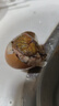 活珠子雞蛋胚胎山東特產(chǎn)新鮮13天即食五香香辣味生鮮食品超市 五香20+香辣20 共40枚 曬單實(shí)拍圖
