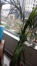 新房散尾葵鳳尾竹盆栽室內客廳大型綠植植物四季常青富貴椰花卉 散尾葵170-180CM8-12顆 【原土發(fā)貨】 曬單實(shí)拍圖