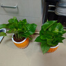 【綠蘿盆栽】吸甲醛凈化空氣水培綠植物懶人花卉好養搬家禮物全 【暢銷(xiāo)2盆】綠蘿+橙色南瓜盆自吸水 整體含盆高度20-25cm 曬單實(shí)拍圖