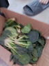 新鮮現挖菠菜河南霜打露天紅根菠菜青菜涮火鍋真便宜 2斤含箱 新鮮菠菜 曬單實(shí)拍圖