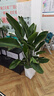 植男植女天堂鳥(niǎo)盆栽客廳室內好養大型落地綠植辦公室大葉鶴望蘭源頭直發(fā) 曬單實(shí)拍圖